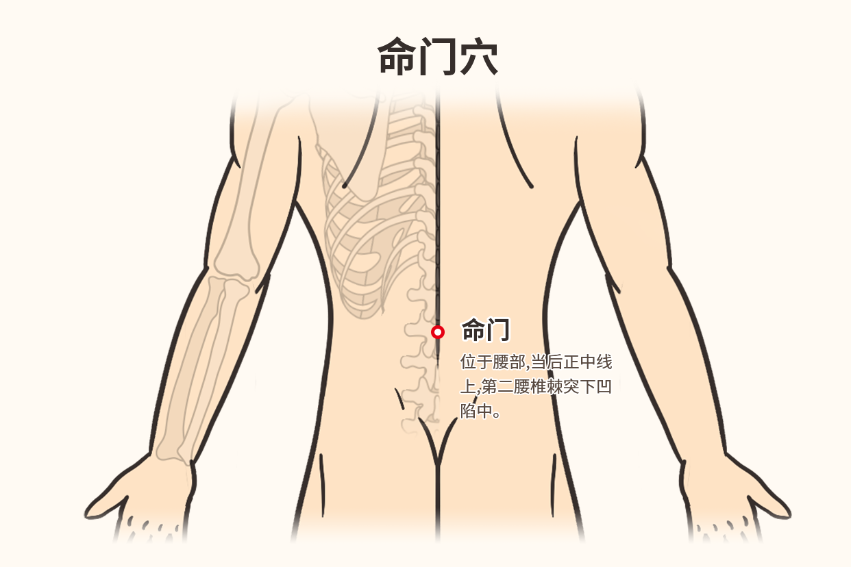 人体命门准确位置图图片