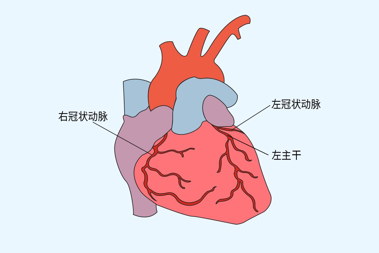 冠状动脉结构图