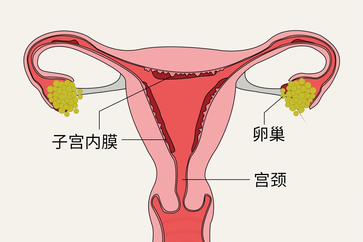 子宫颈位置图片