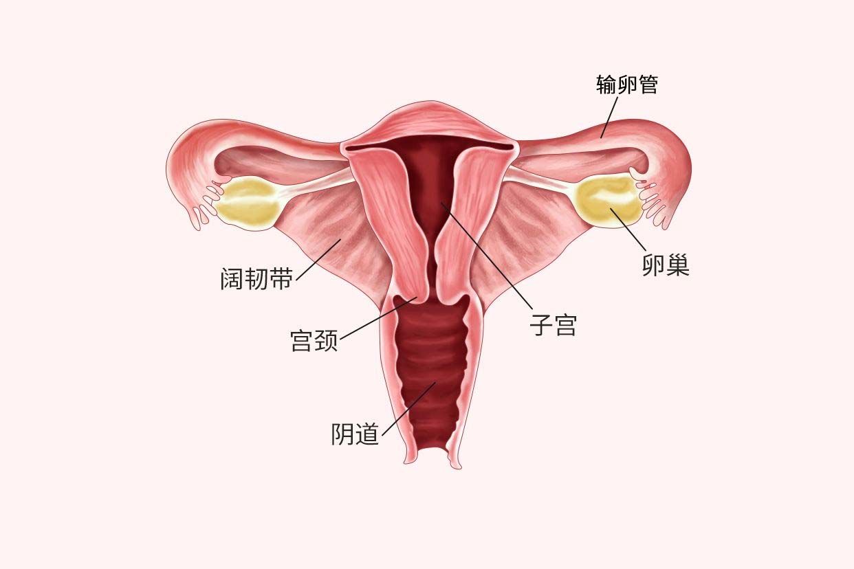 什么是子宫腺肌症?合并不孕怎么办?