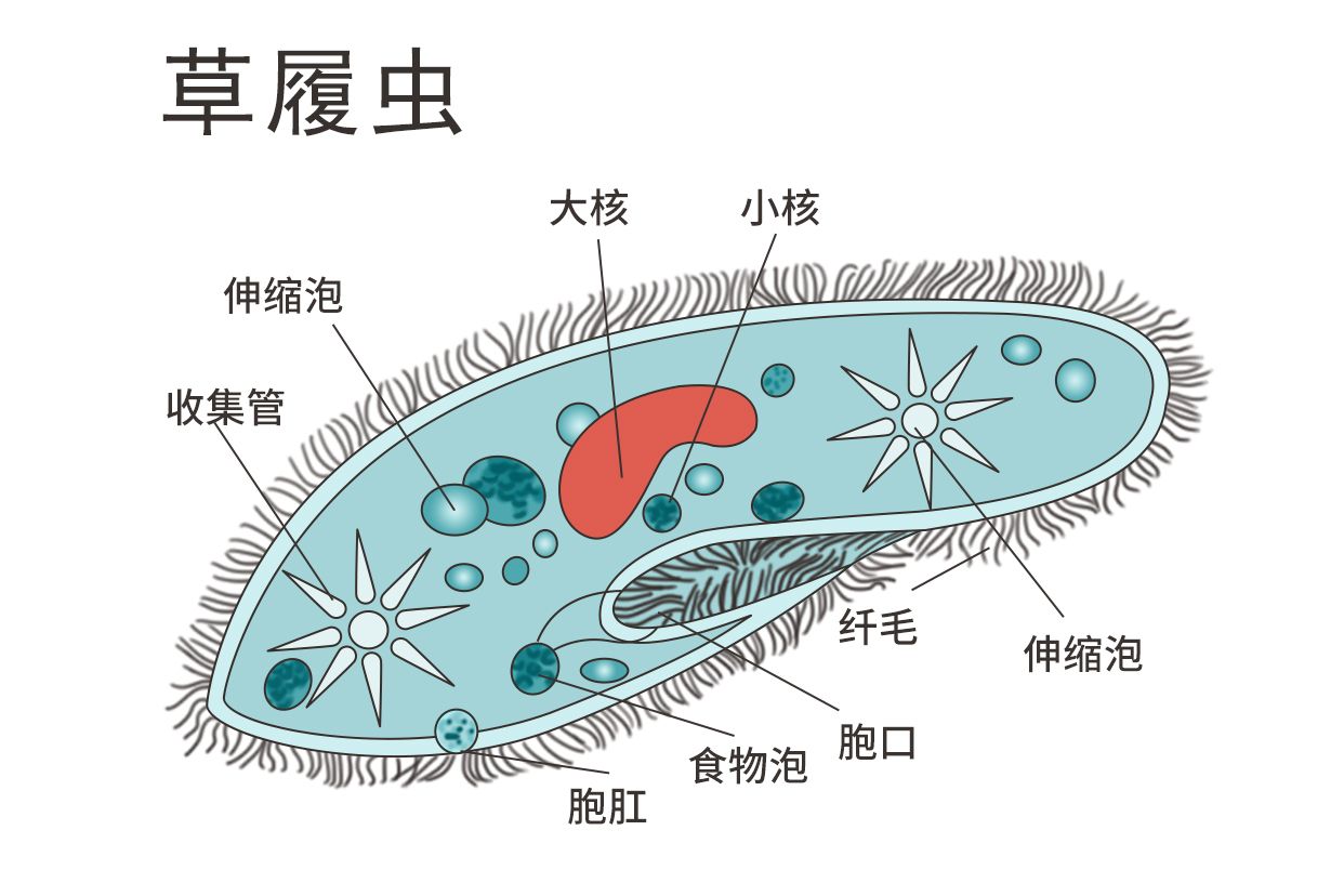 草履虫结构图