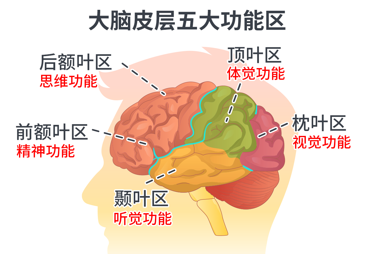 大脑结构分区图图片