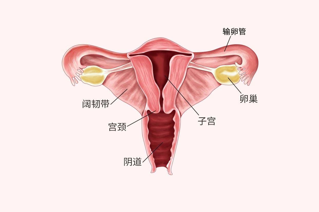 女性内生殖器图