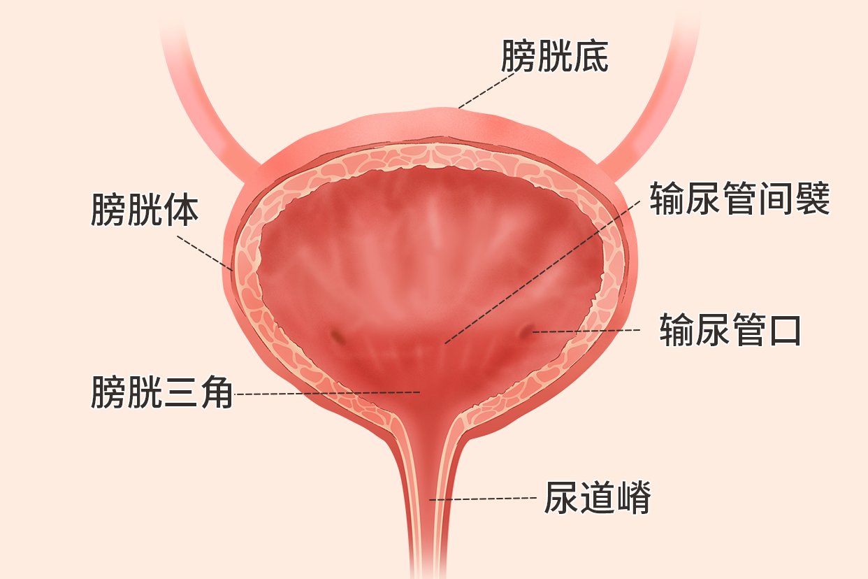 膀胱与穴位