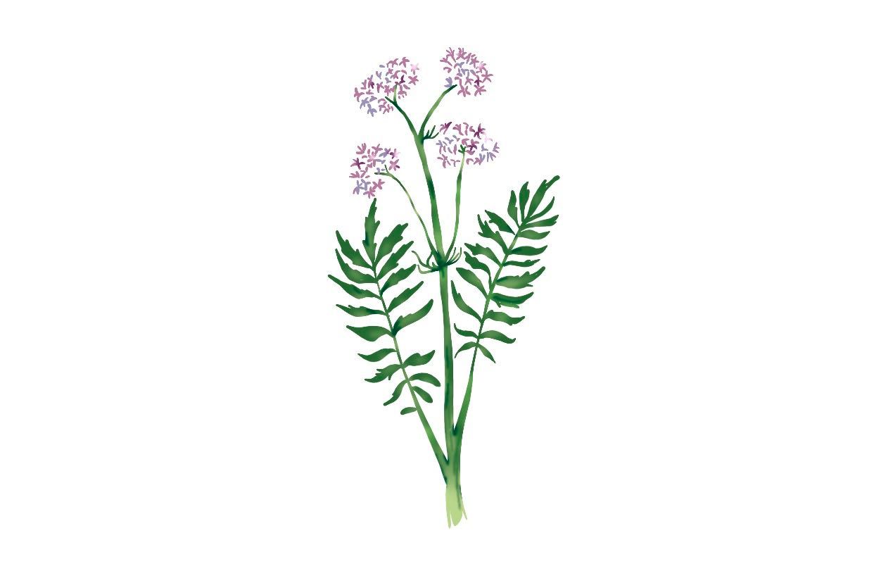 缬草-“睡神草”