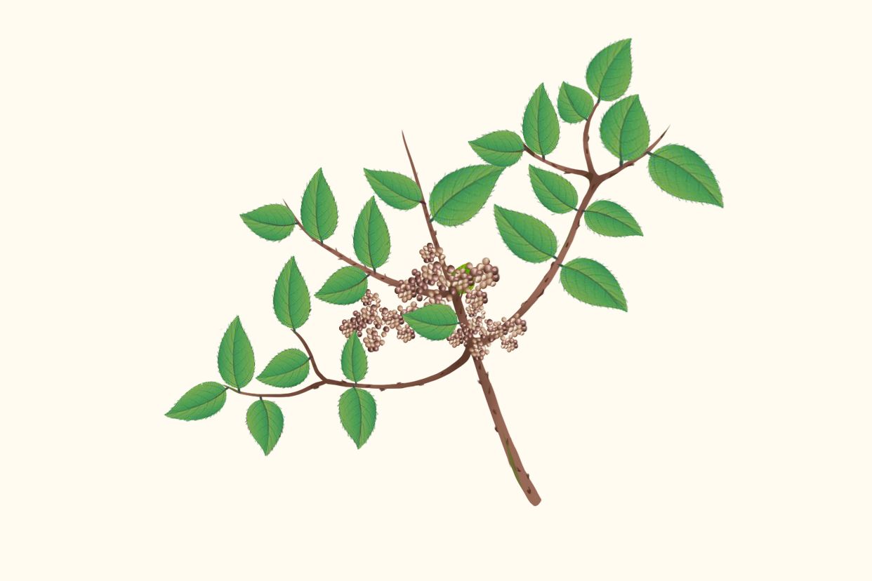 天星木根的功效与禁忌