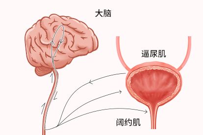 排尿反射图解图片