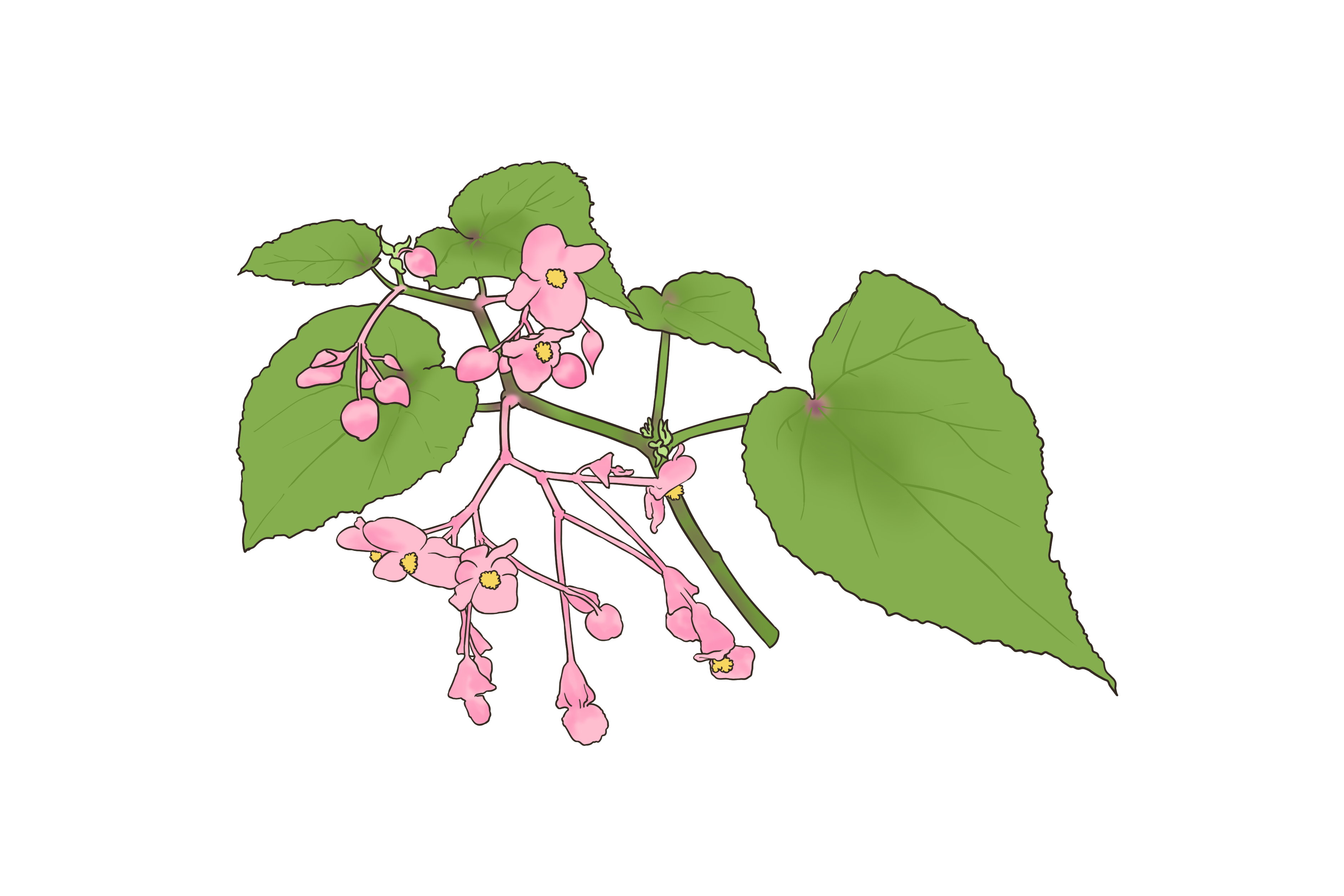 红白二元草药图片_39健康网