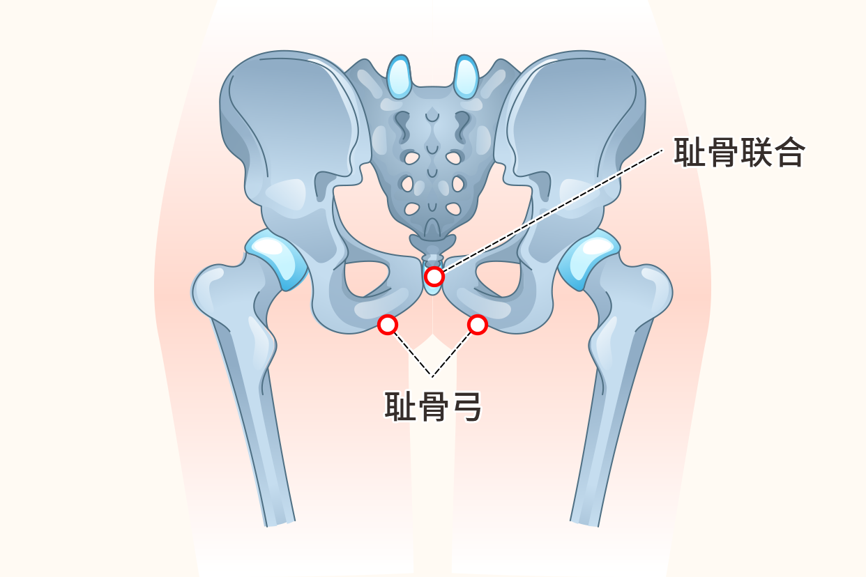 男人耻骨准确位置图片图片