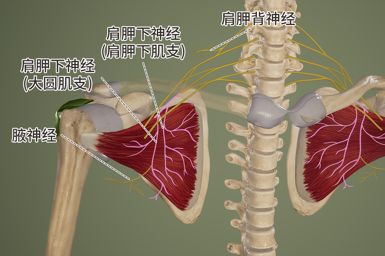 背部神经分布解剖图图片