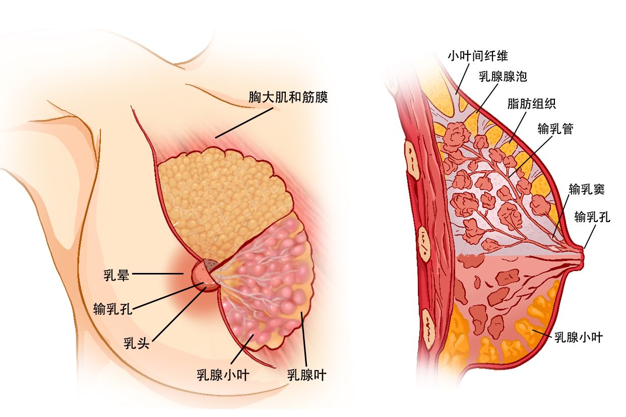 乳房部位的皮肤病引经药用橘叶和橘皮
