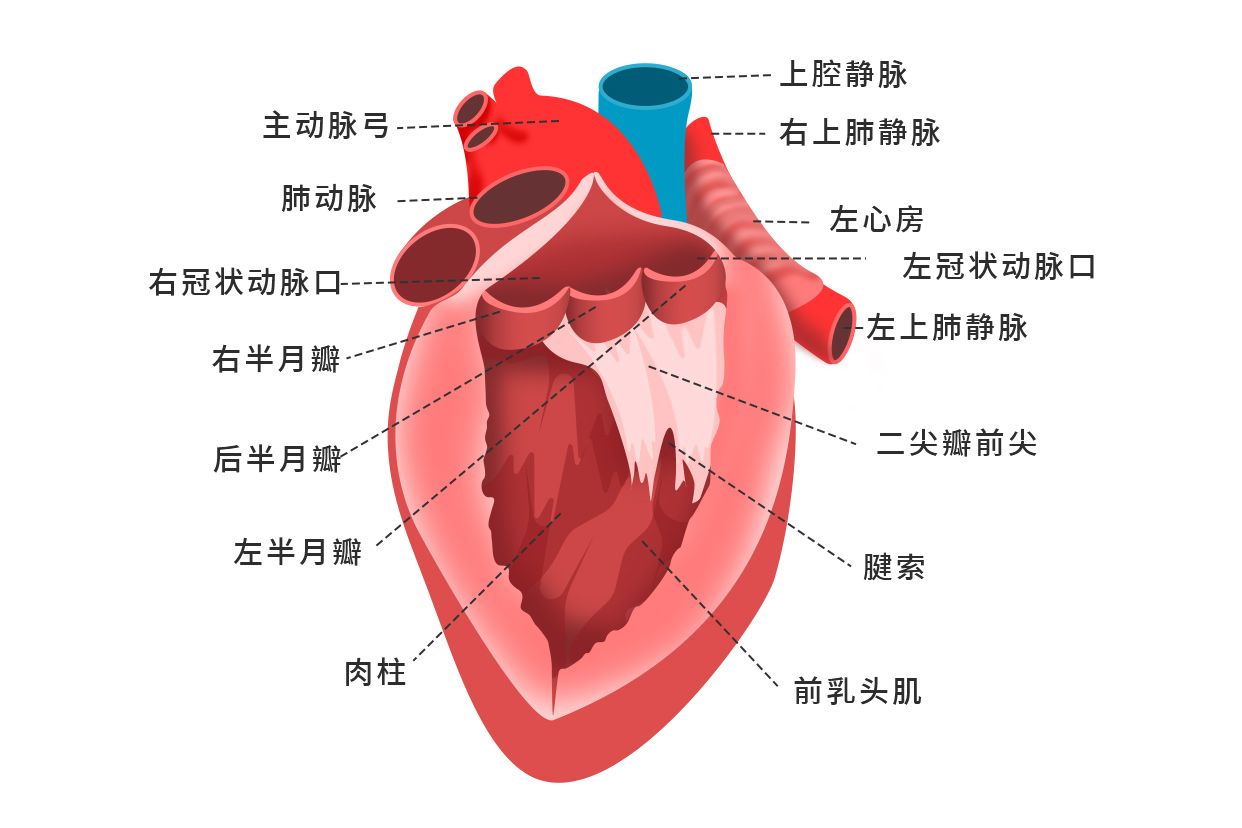 左心室解剖结构图图片