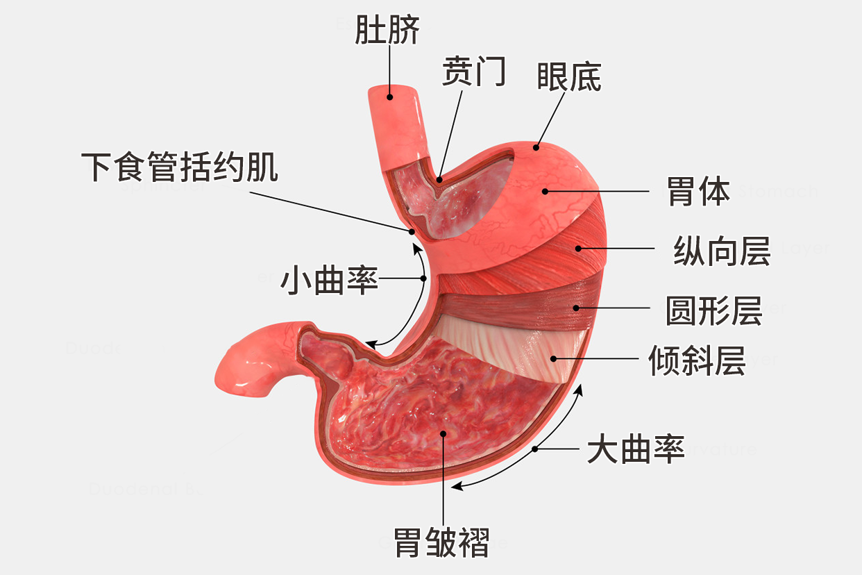 双腔导尿管临时代替胃造瘘管使用的注意事项
