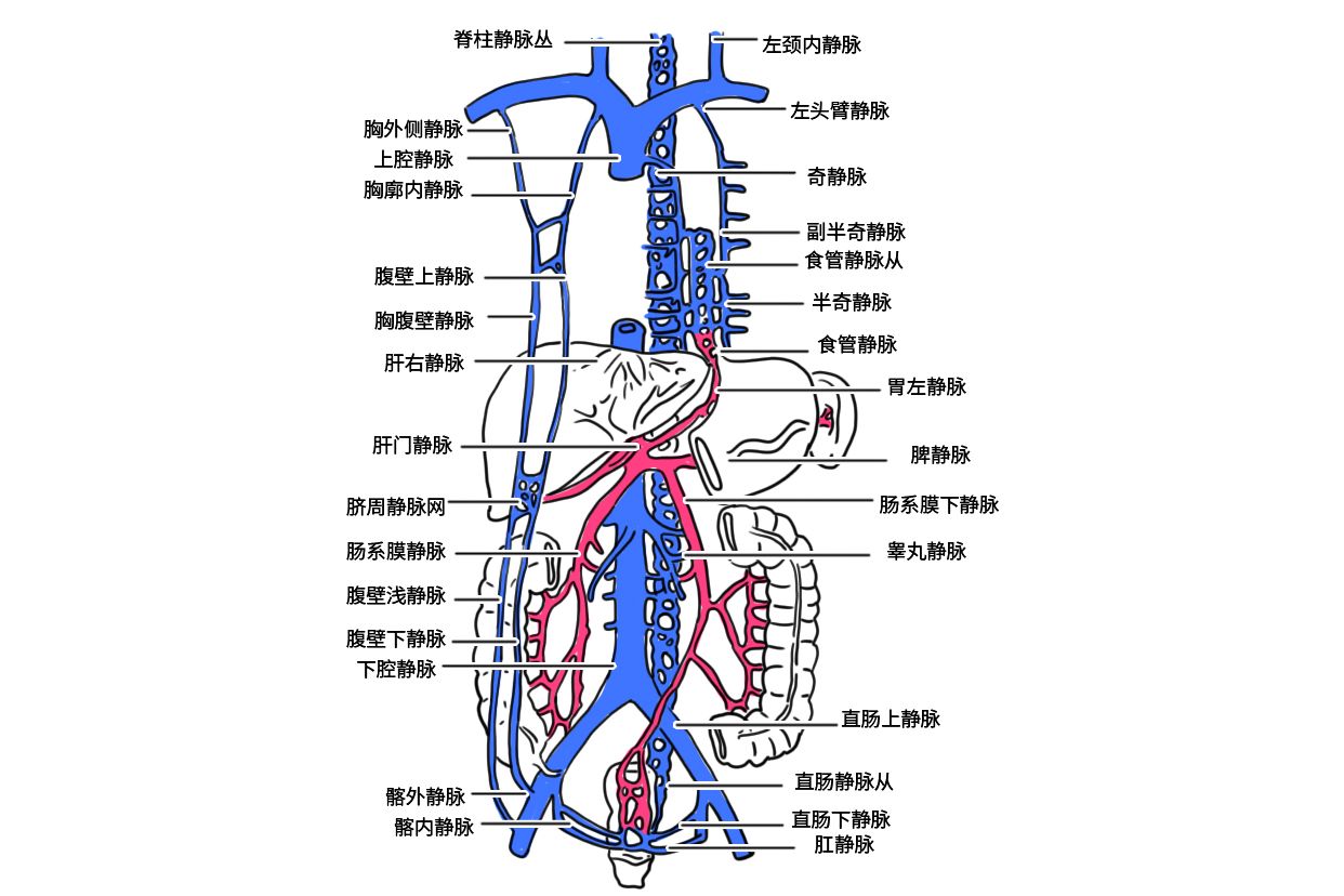 门静脉解剖图谱图片