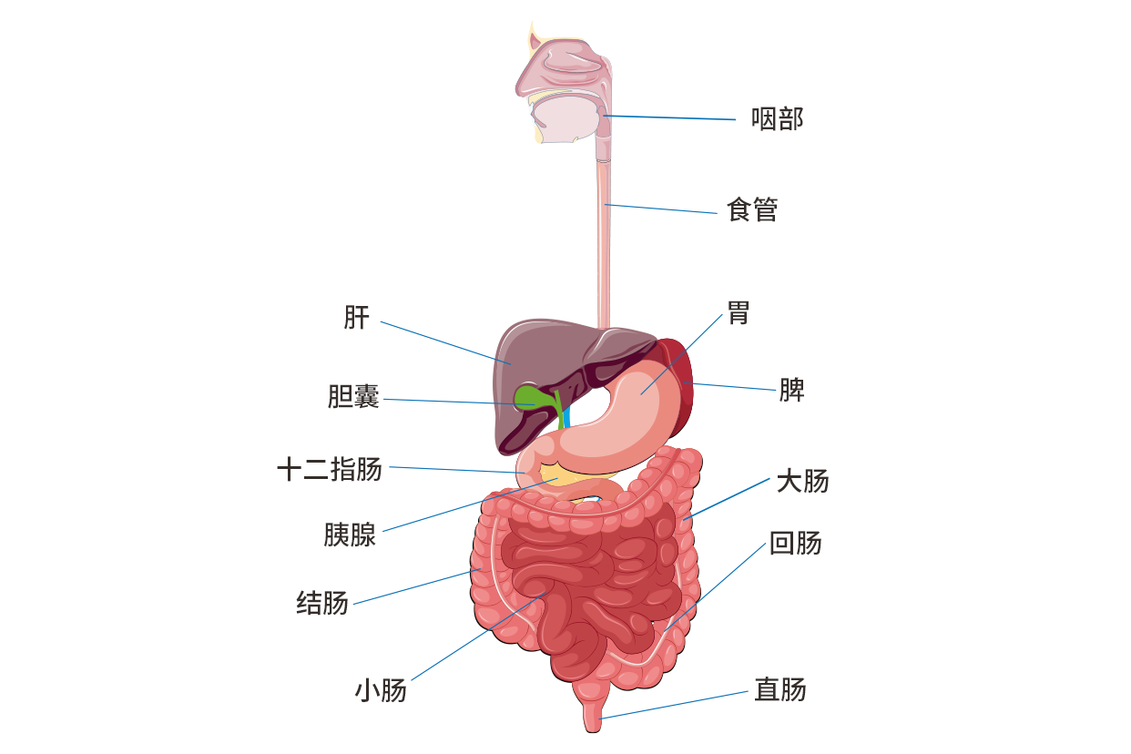 肚脐上方一寸疼痛是胃还是肠图片