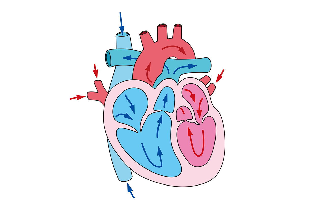 心脏瓣膜及血流示意图图片