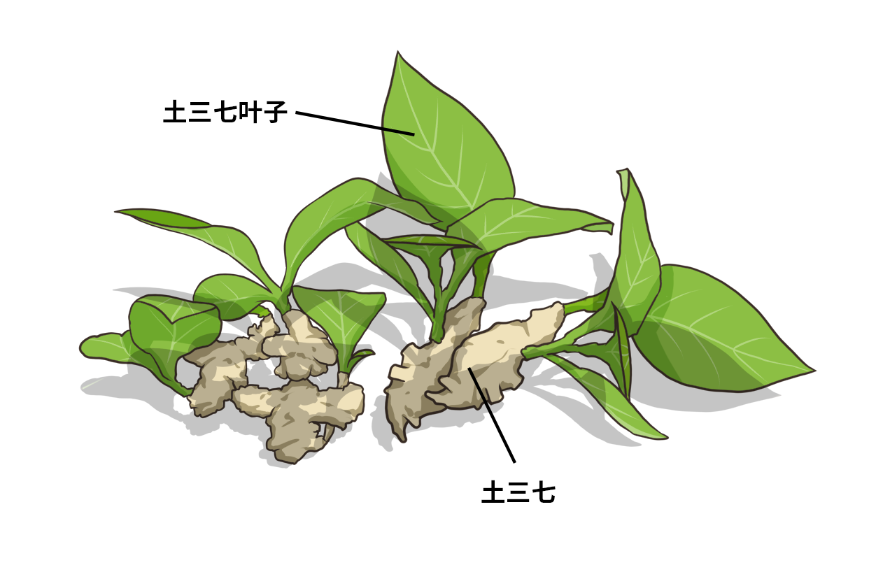 土三七及叶子图片