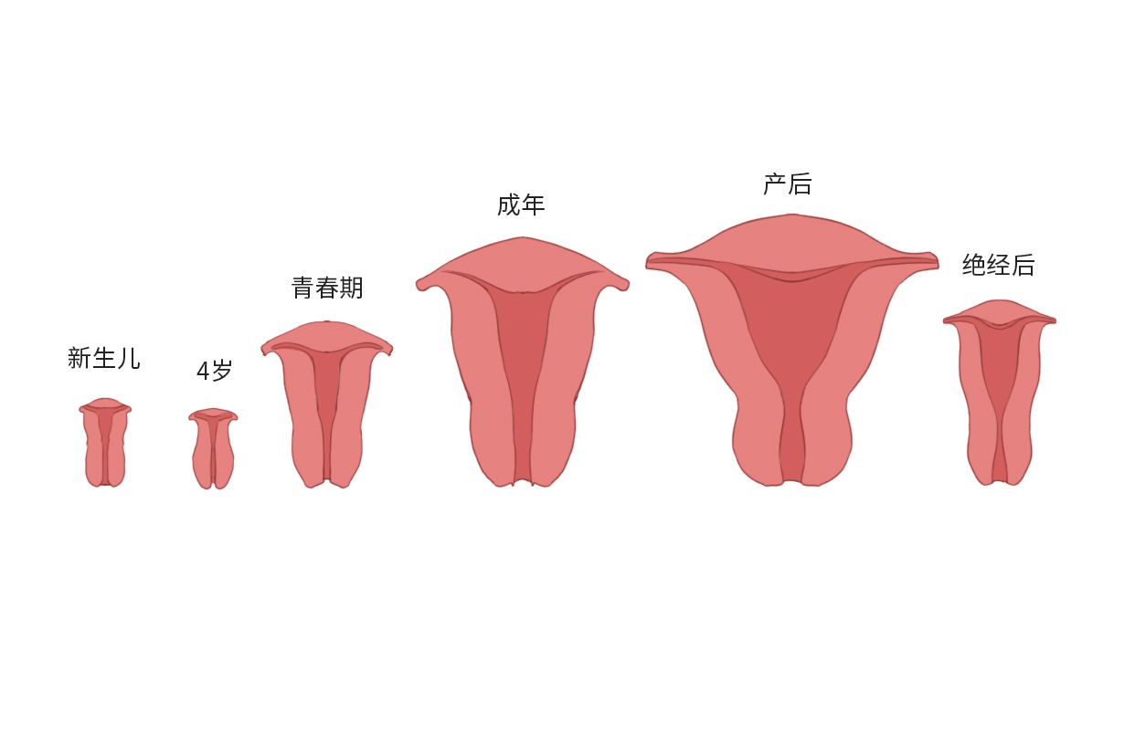 子宫前位/子宫后位哪种更容易怀孕?有区别