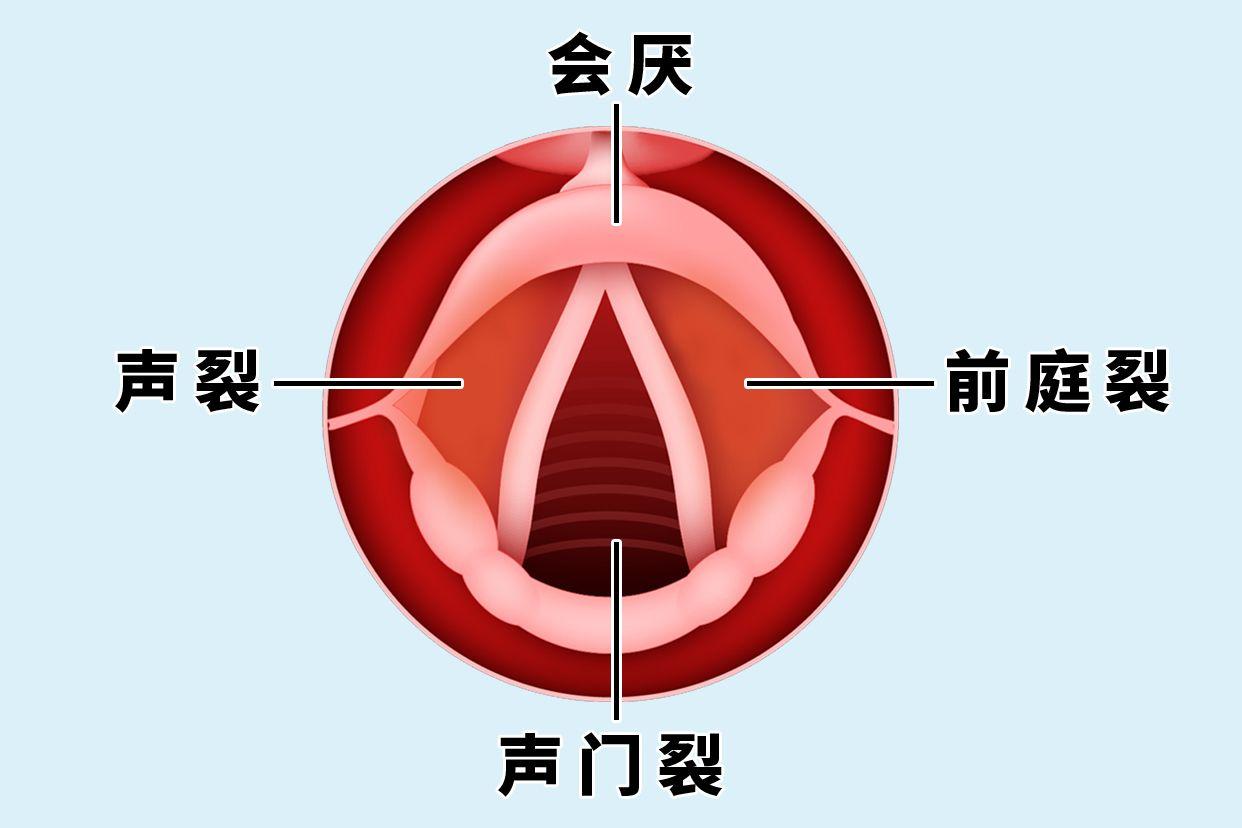 声门裂图片图片