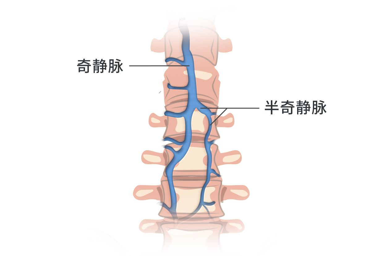 【脉管系统】奇静脉,半奇静脉,副半奇静脉