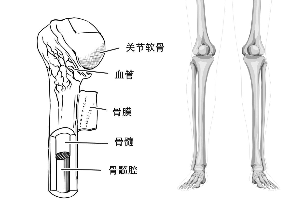 膝盖疼是软骨磨损吗?要学会保护关节软骨