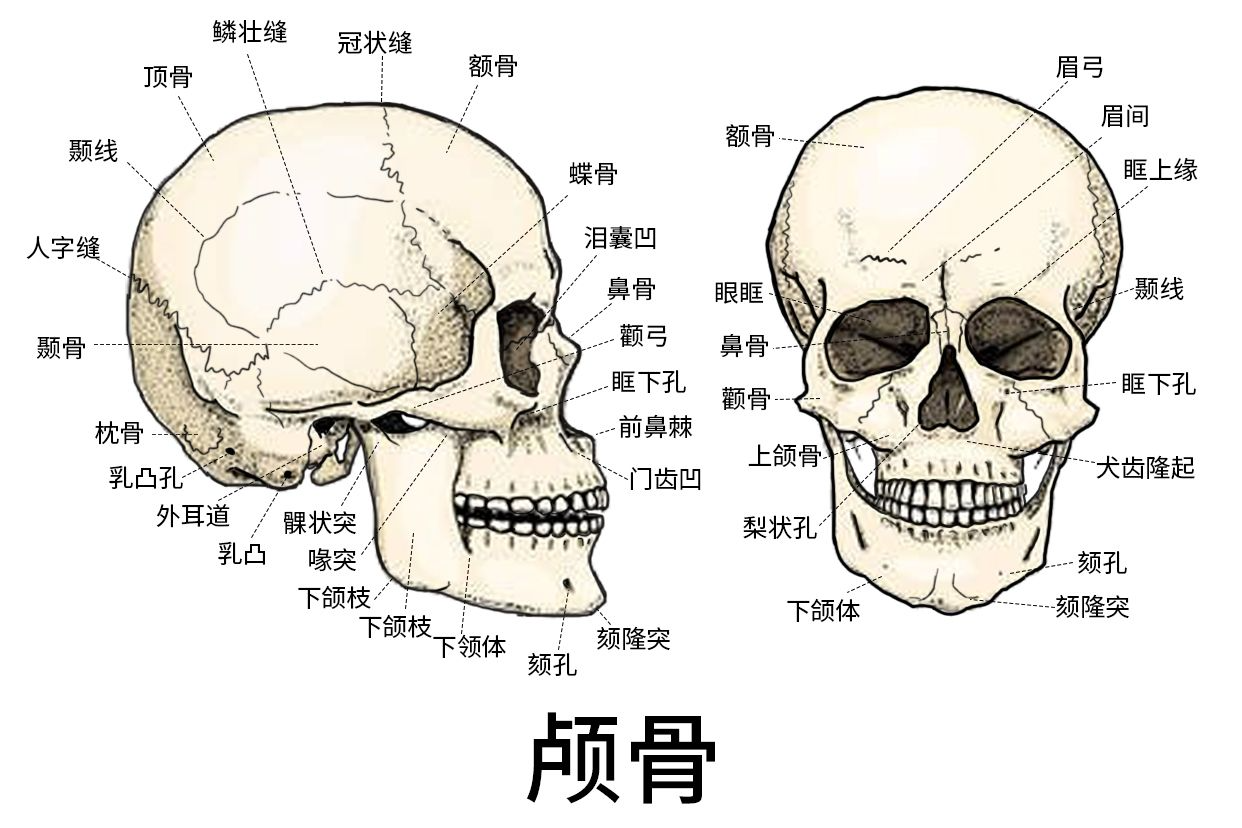 24 解剖 轻松记-面颅骨(成对)