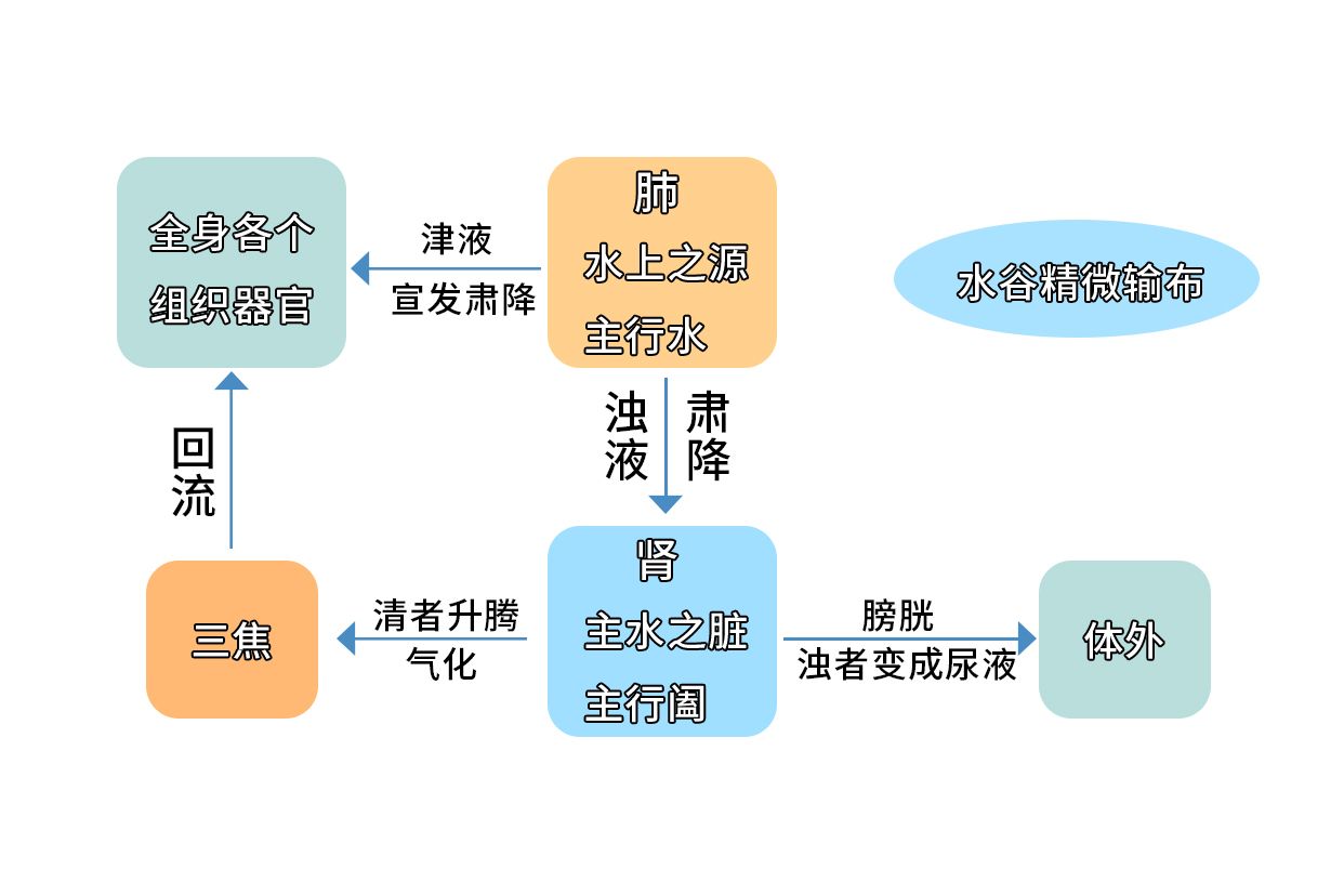 中医水谷精微输布图