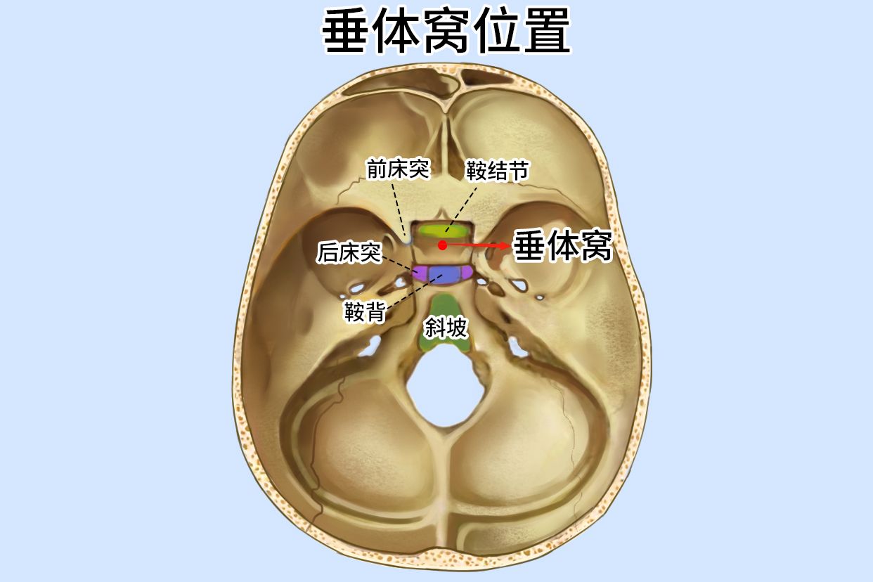 大脑脑垂体位置图片图片