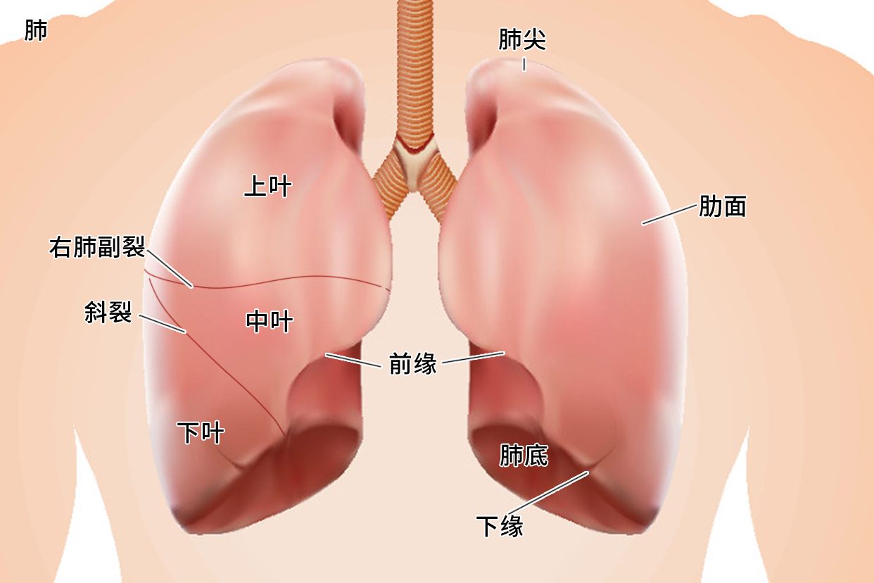 肺部在哪里 真实照片图片