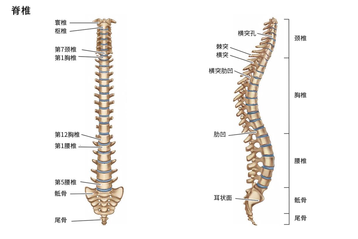 脊椎和脊柱有什么区别？听听专家怎么说，早了解早受益