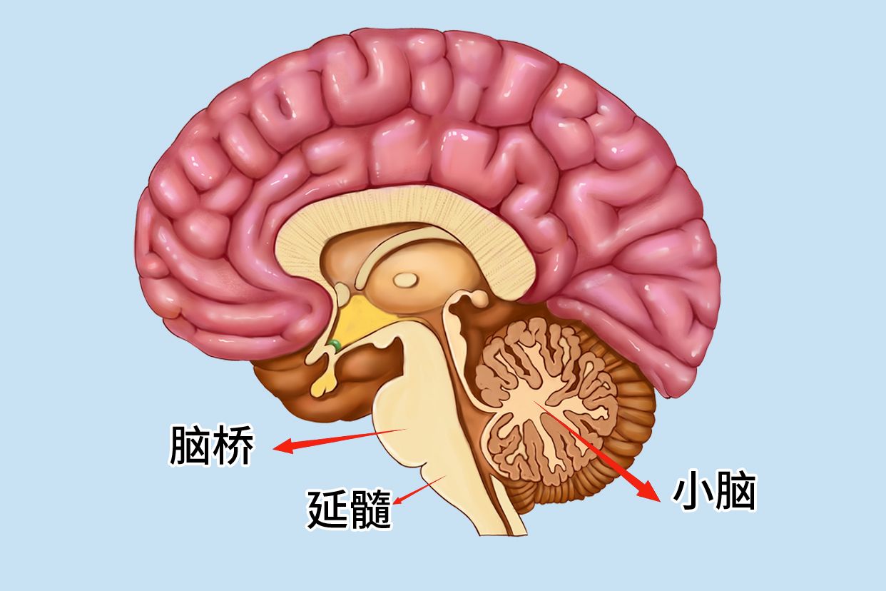 神经病学～总论【9】中脑脑桥延髓小脑