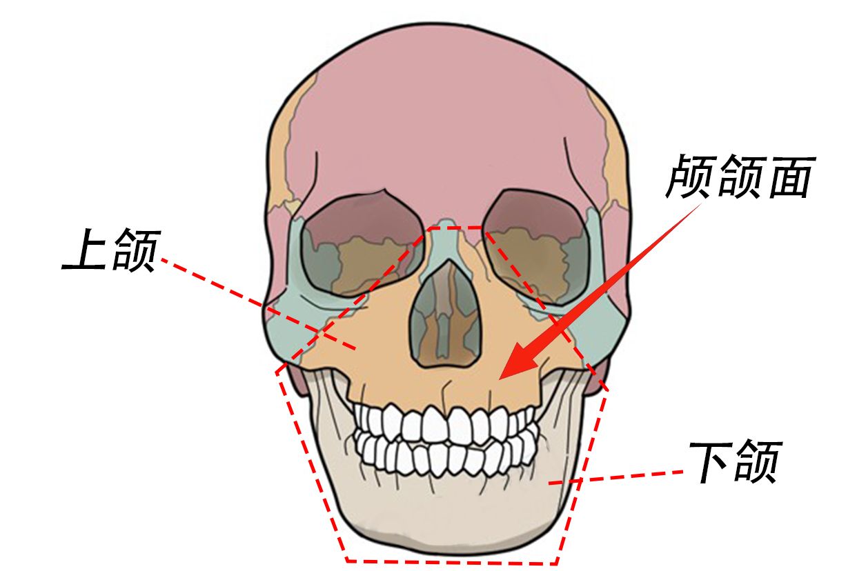颅颌面外科和颌面整形区别