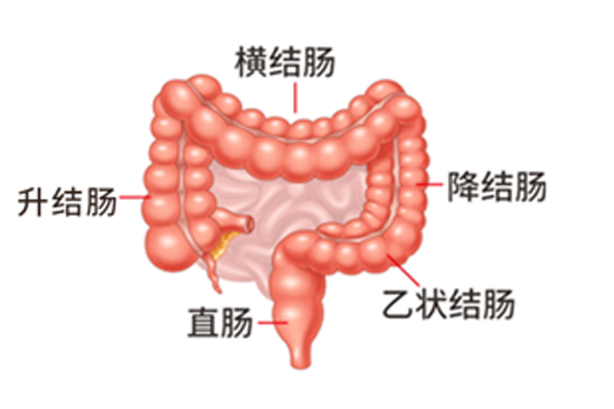 直肠上段肠壁增厚是什么意思