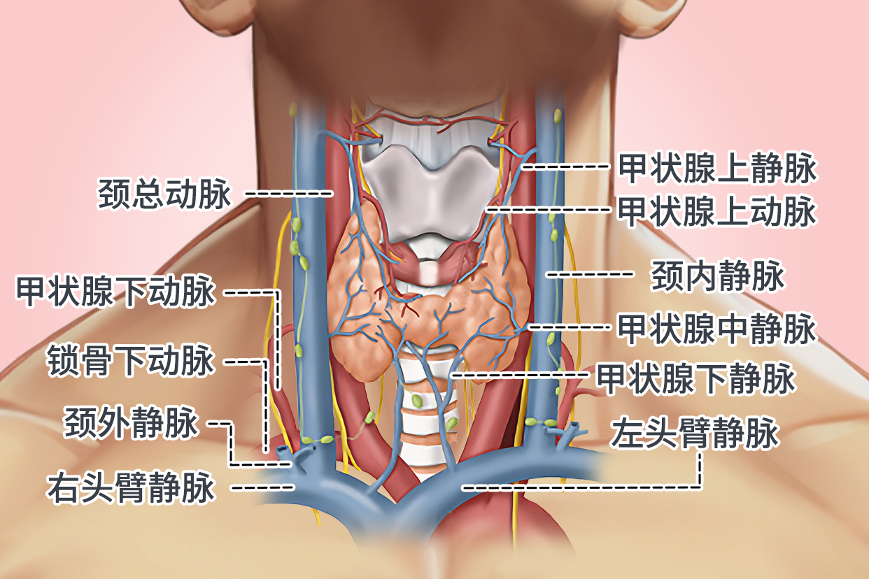 口腔解剖生理学之面颈部血管