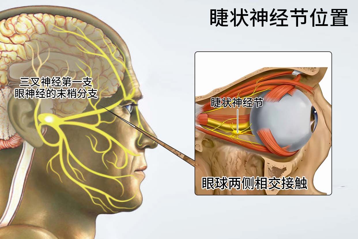 睫状神经节位于视神经与哪条眼外肌之间