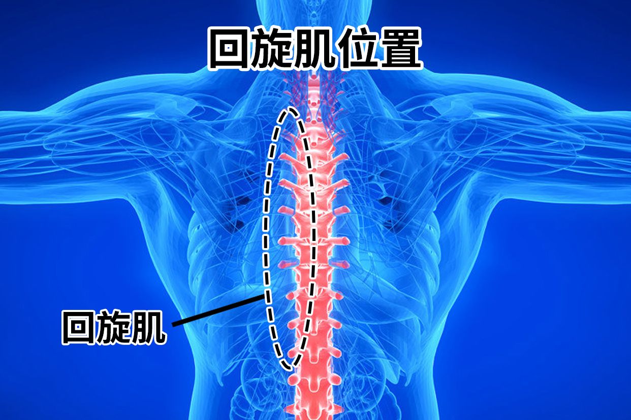 多裂肌和回旋肌