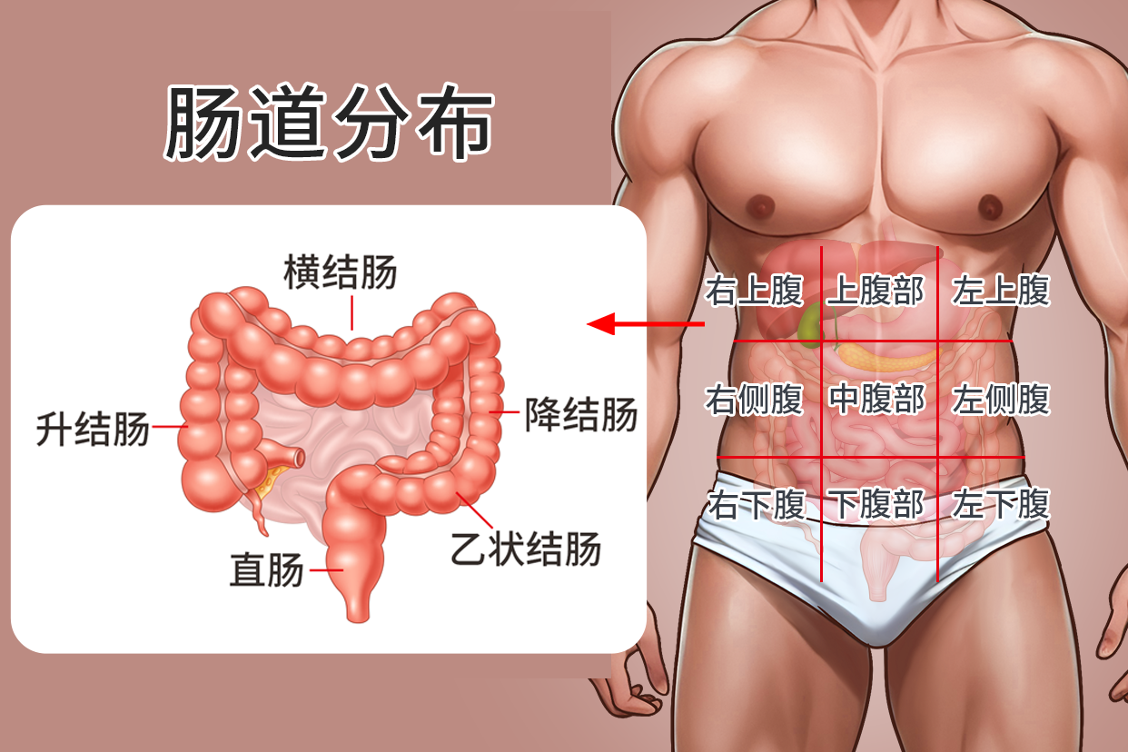 吃什么能保护肠道粘膜