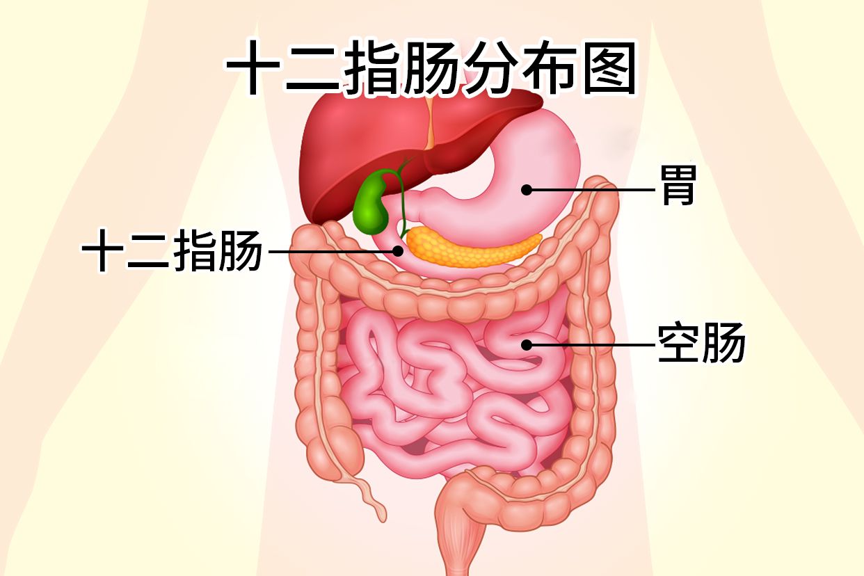 胃十二指肠超声标准切面及病例分享 刘宗艳