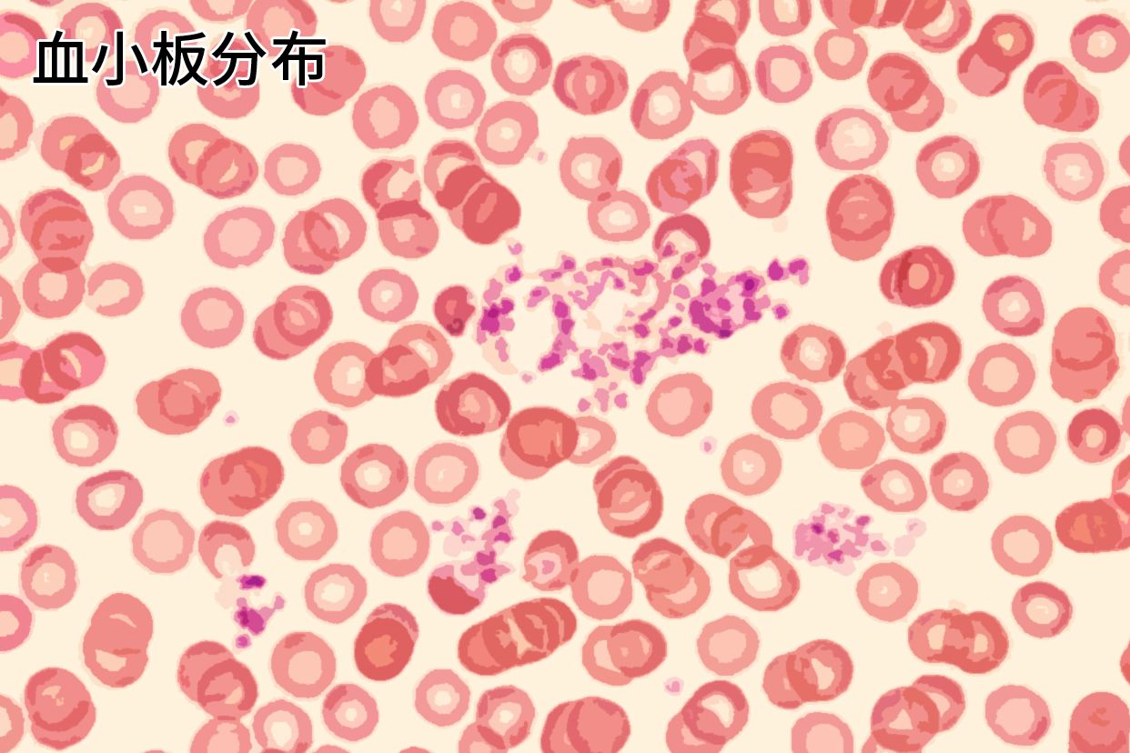 白细胞、红细胞、血红蛋白、血小板正常值
