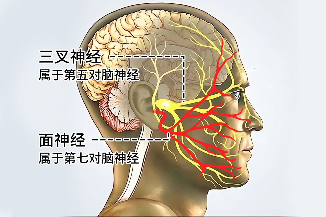 面神经三叉神经损伤会出现什么体征
