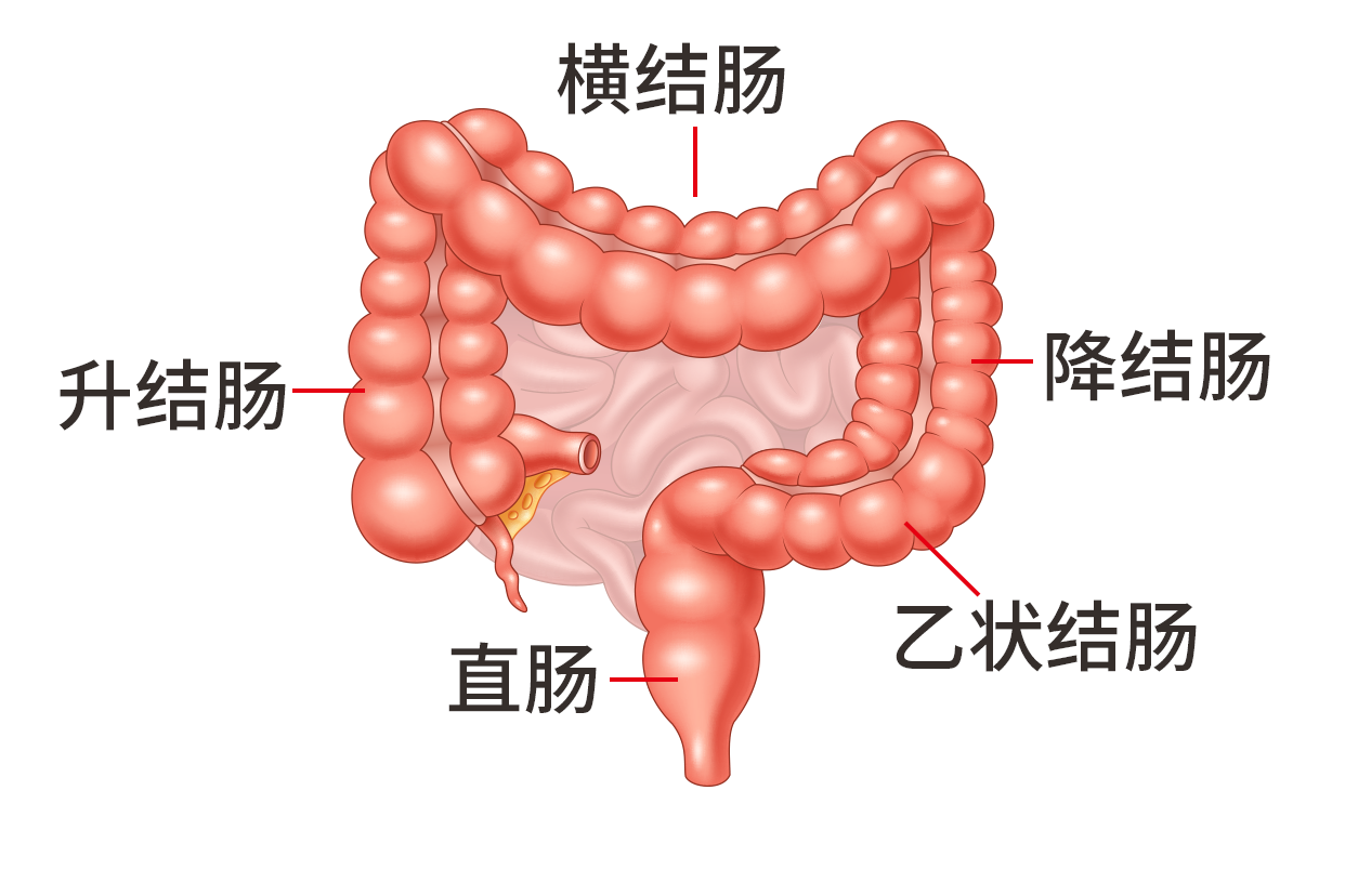 一例乙状结肠息肉内镜下治疗的诊疗体会