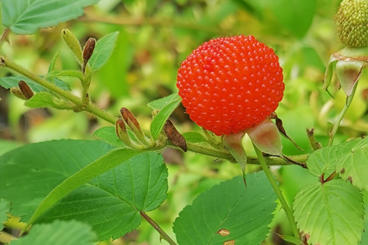 野草莓科普贴:蓬蘽与覆盆子区分