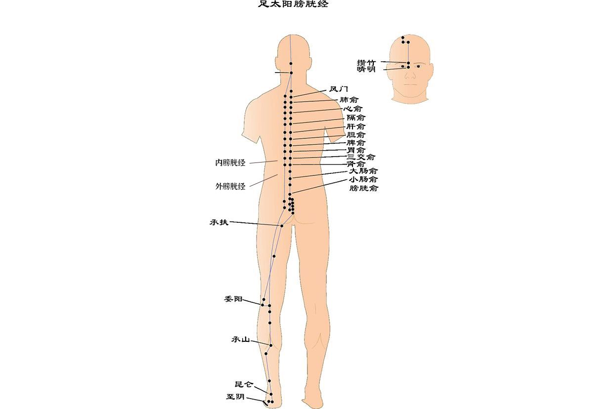 内外膀胱经图片