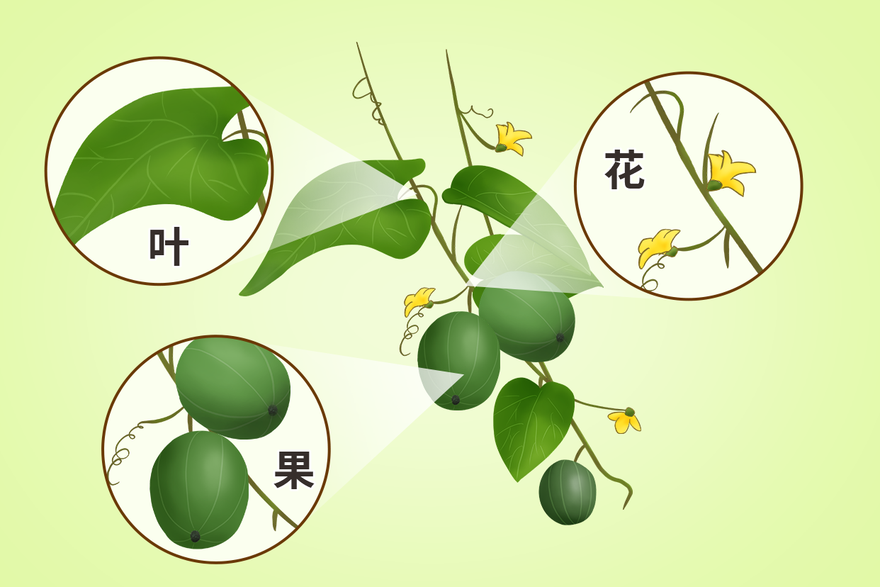 罗汉果图片大全大图