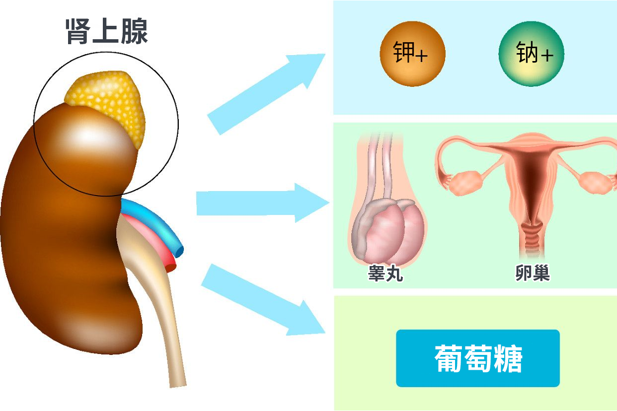 肾上腺结构图