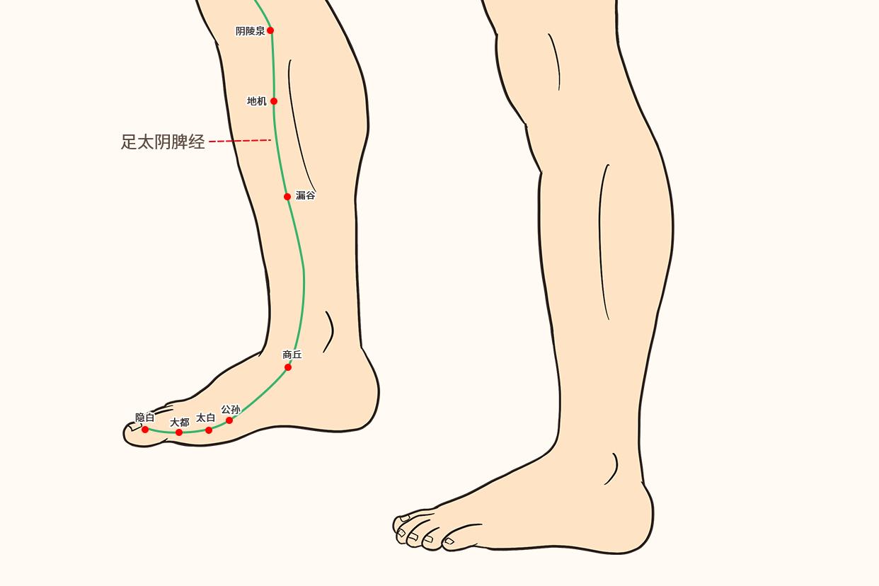 脚的各个部位详细图 精致足部解剖_华夏智能网