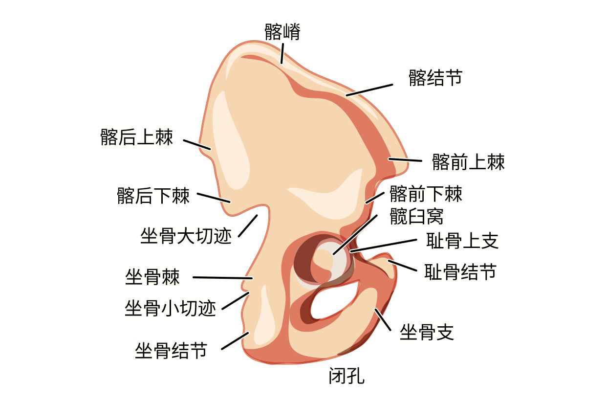 髂骨解剖图x线图片