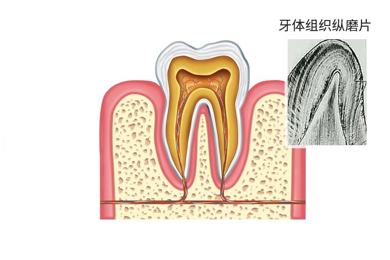 牙体组织纵磨片图