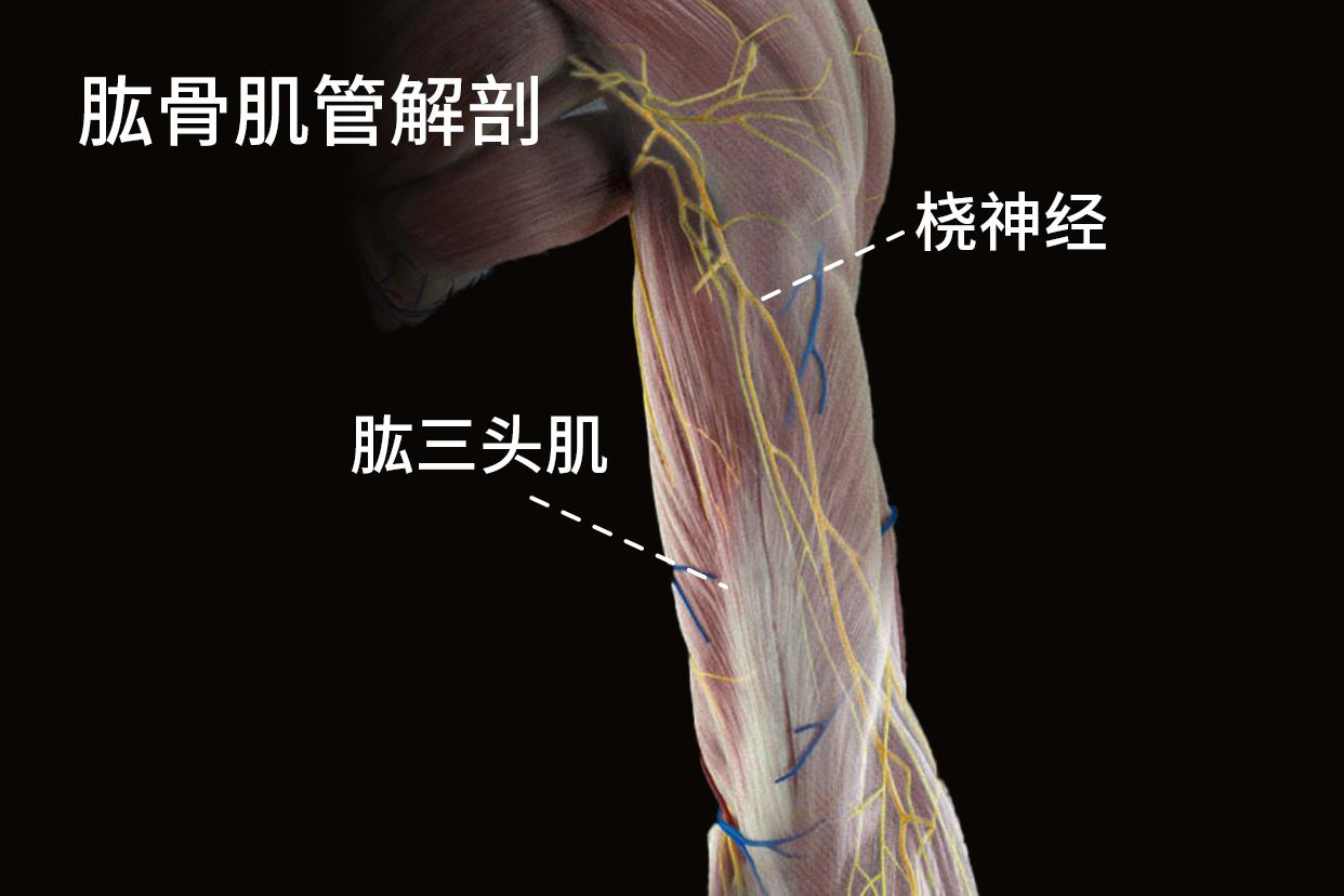 肱骨肌管解剖图