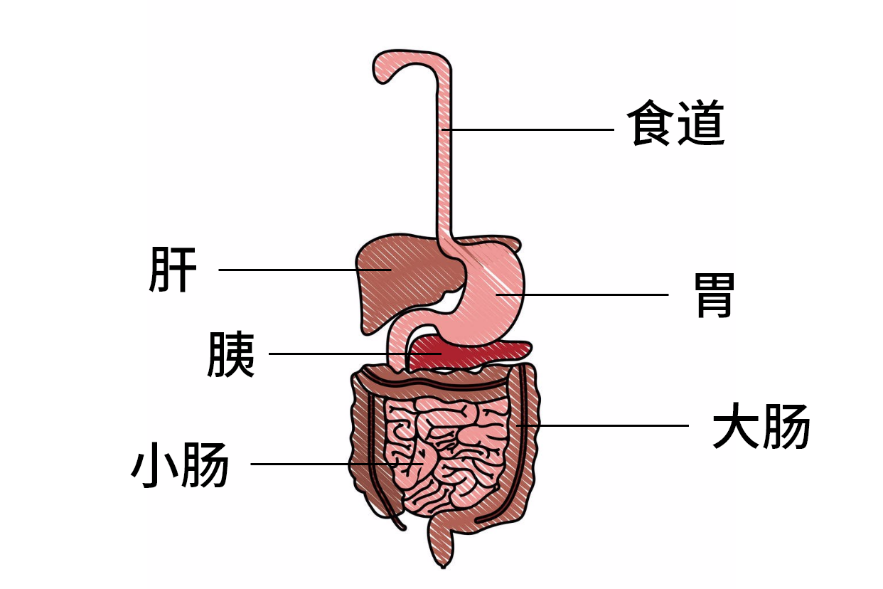 人体生理系统简图